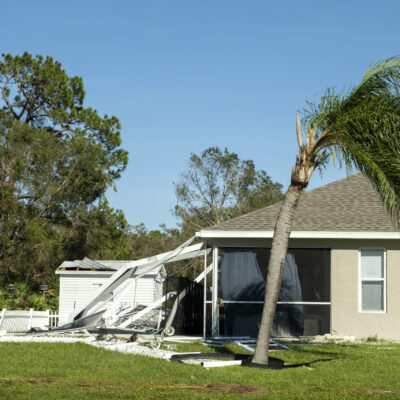 Fallen down palm tree after hurricane in Florida. Consequences of natural disaster.